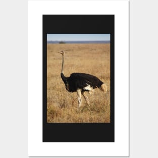 Male Ostrich, Serengeti, Tanzania Posters and Art